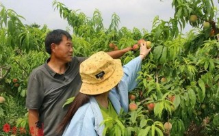 在农村开果园流程（开个果园需要准备）