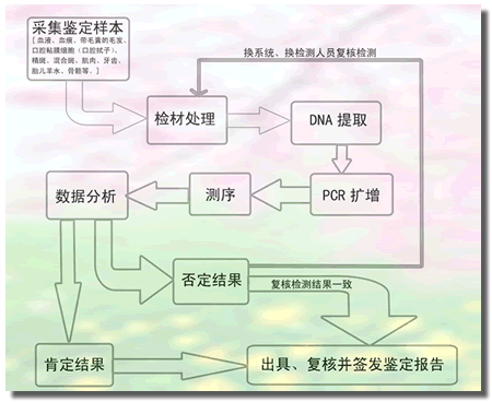 dna鉴定实验流程（dna检验鉴定）-第1张图片-祥安律法网