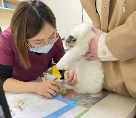 办宠物诊所流程（办宠物诊所流程图片）-第1张图片-祥安律法网