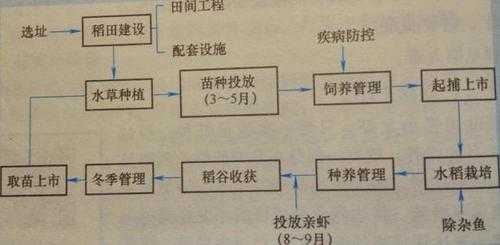 稻田养龙虾补贴流程（稻田养虾补贴政策）-第2张图片-祥安律法网