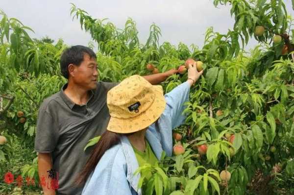 在农村开果园流程（开个果园需要准备）-第1张图片-祥安律法网